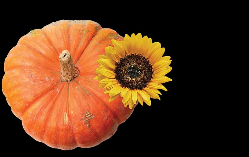 Heaps Giant Pumpkin Farm