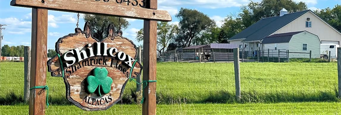 Shillcox Shamrock Lines Alpaca Farm