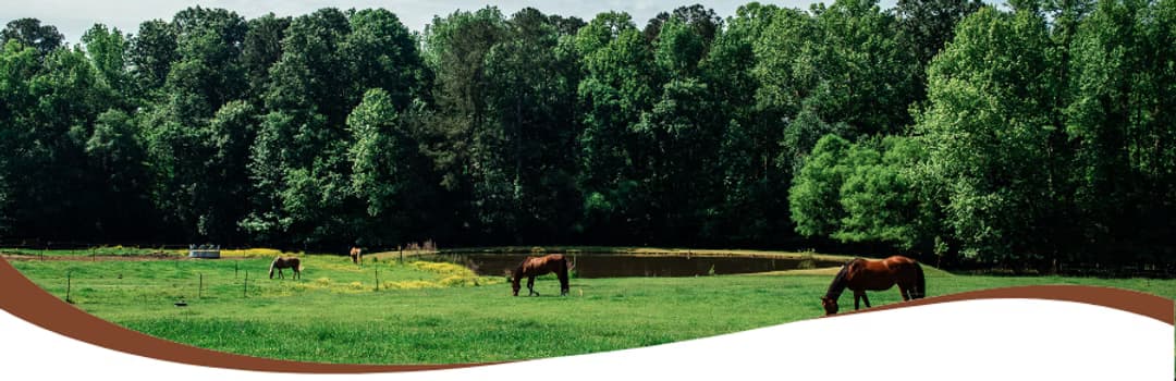 Sun Star Farm School & Summer Day Camp