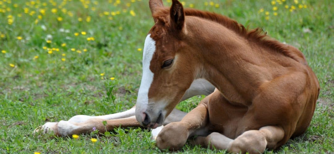 Ketchen Place Farm, LLC