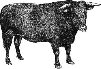 TruBeef Organic (100% Organic, 100% Grass-fed, Grass-finished, Pasture-raised, Low Histamine Beef & Lamb)