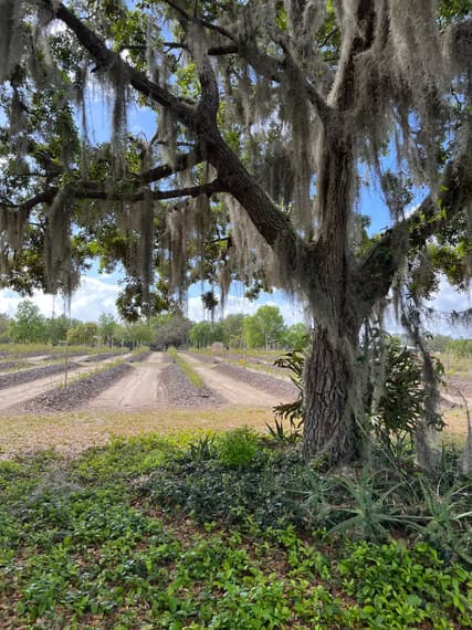 Meadows Blueberry Farm and Market