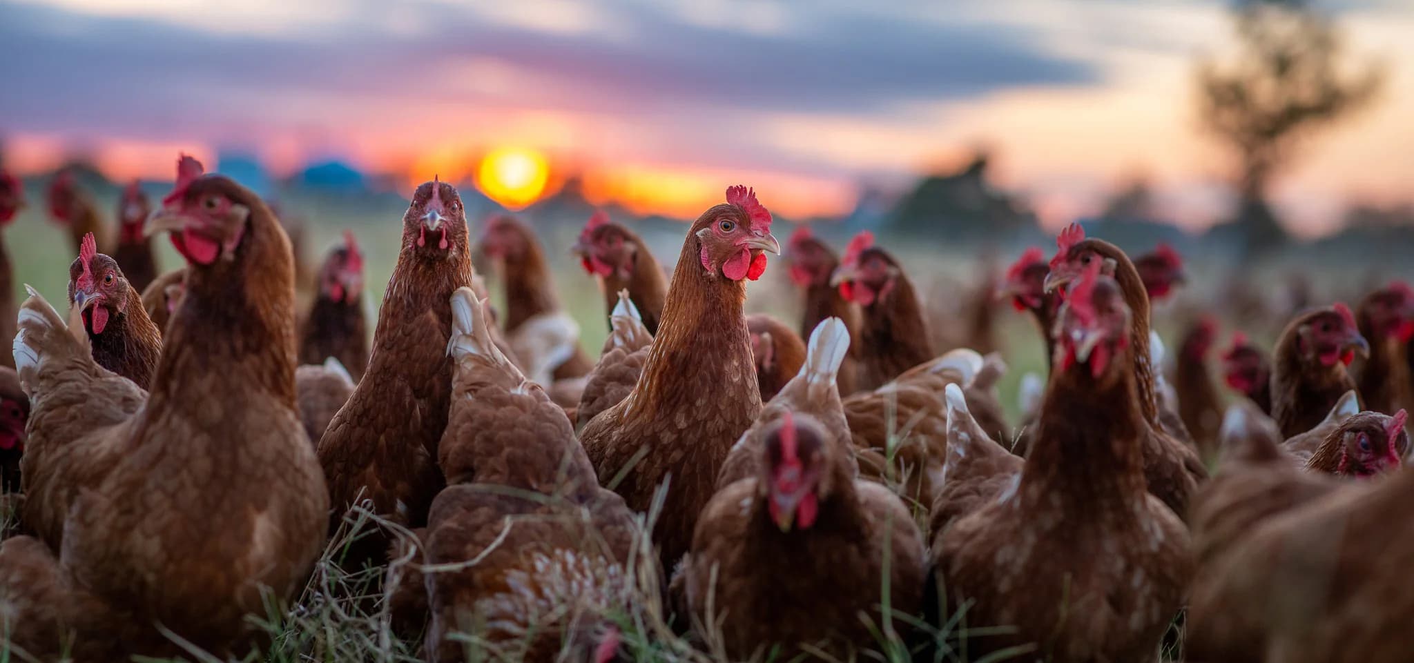 Coyote Creek Organic Feed Mill & Farm Store