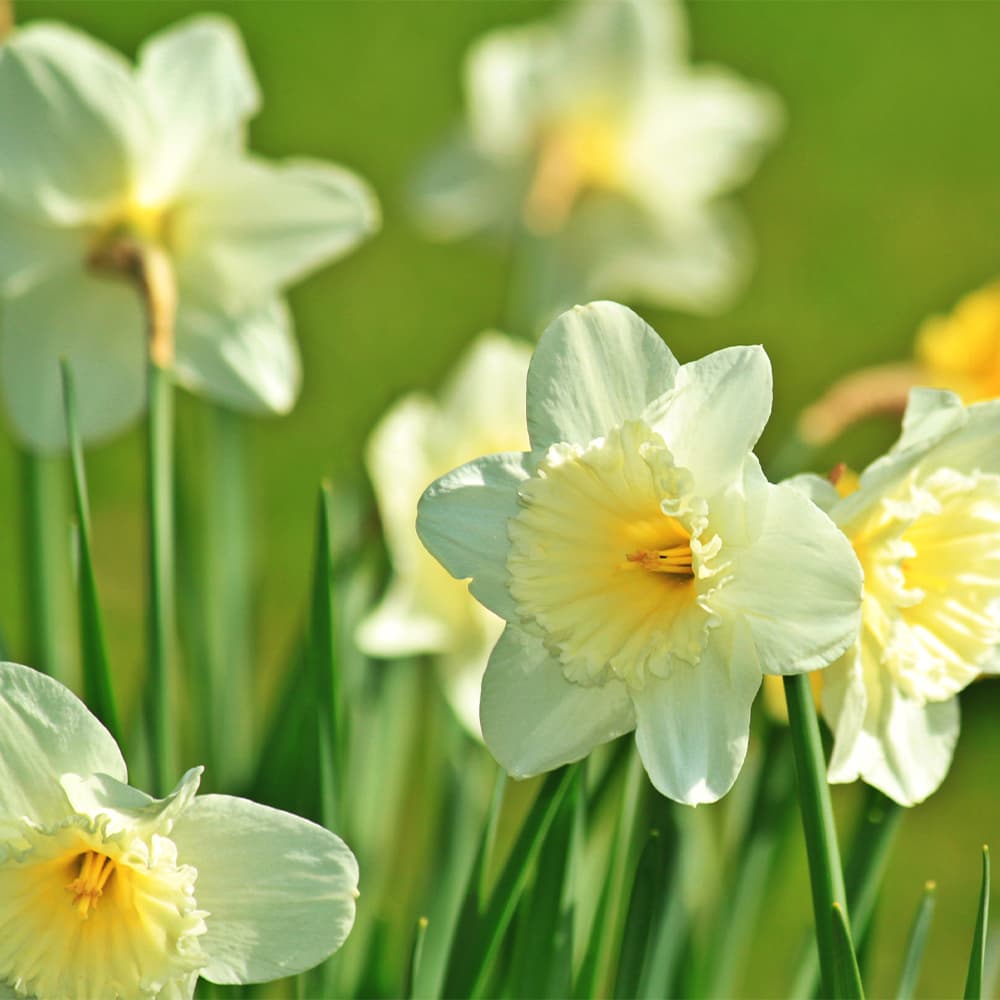 Rogers Spring Hill Farm