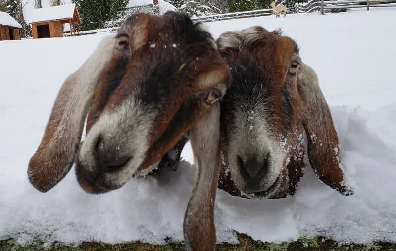 Sammamish Animal Sanctuary