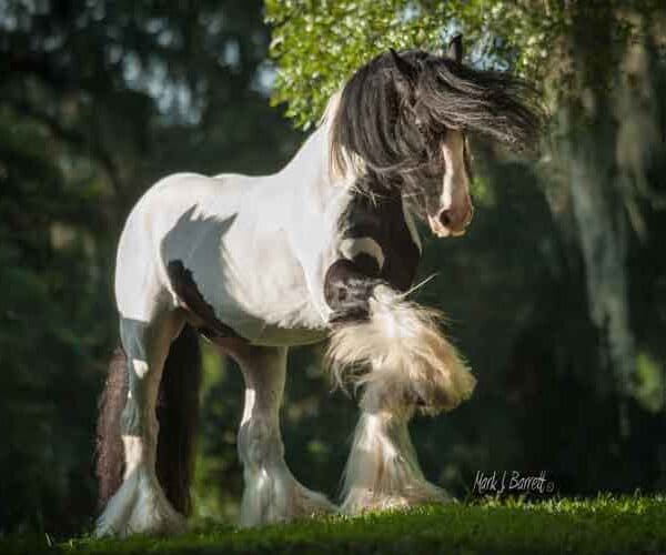 Gypsy Gold Horse Farm