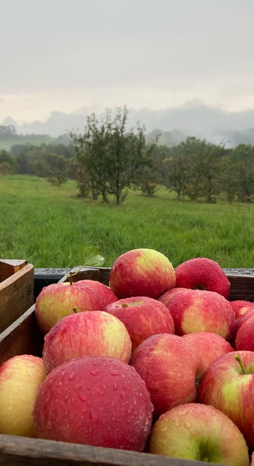 Fruit Acres Apple Orchard