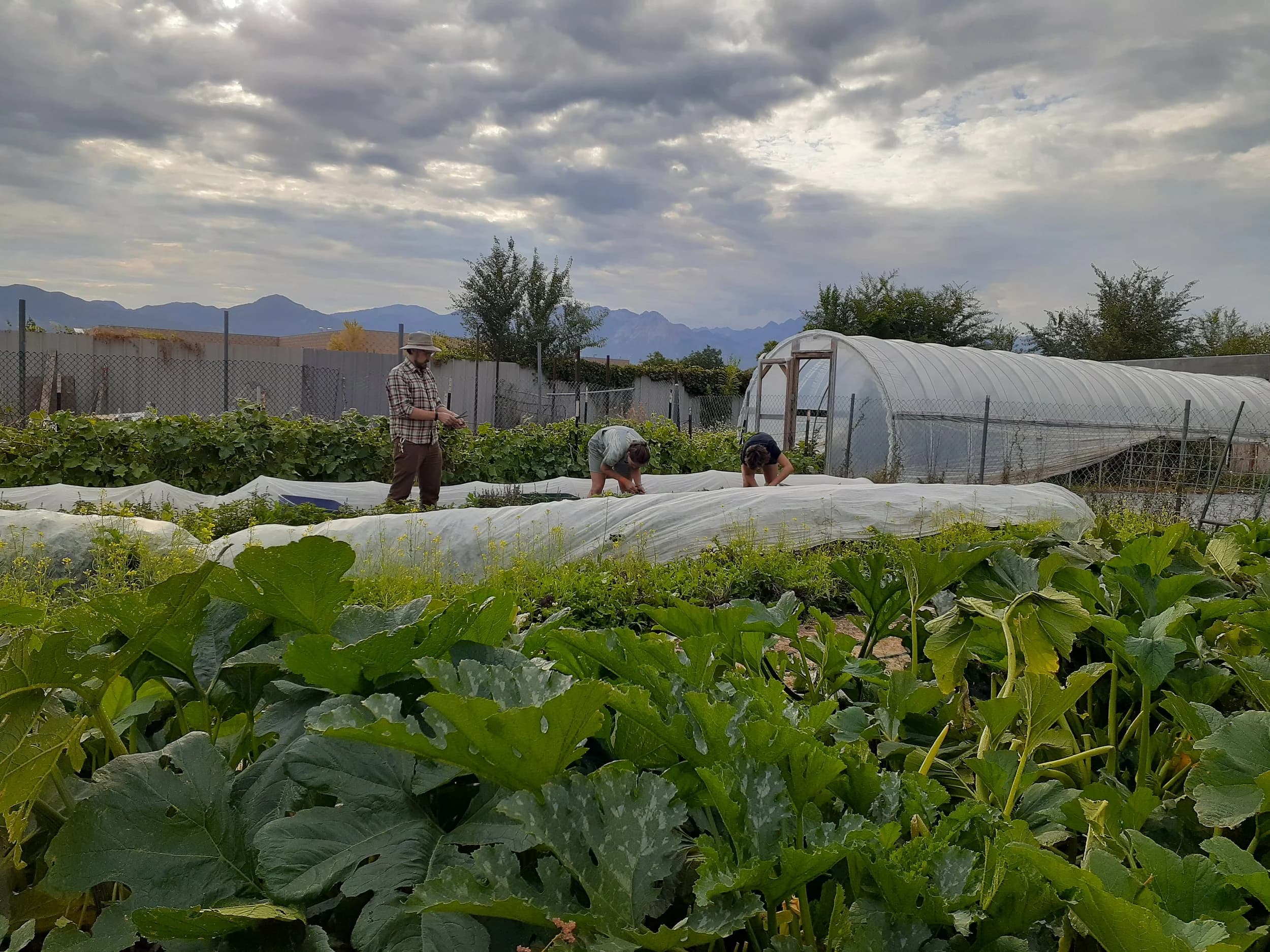 Backyard Urban Garden Farms