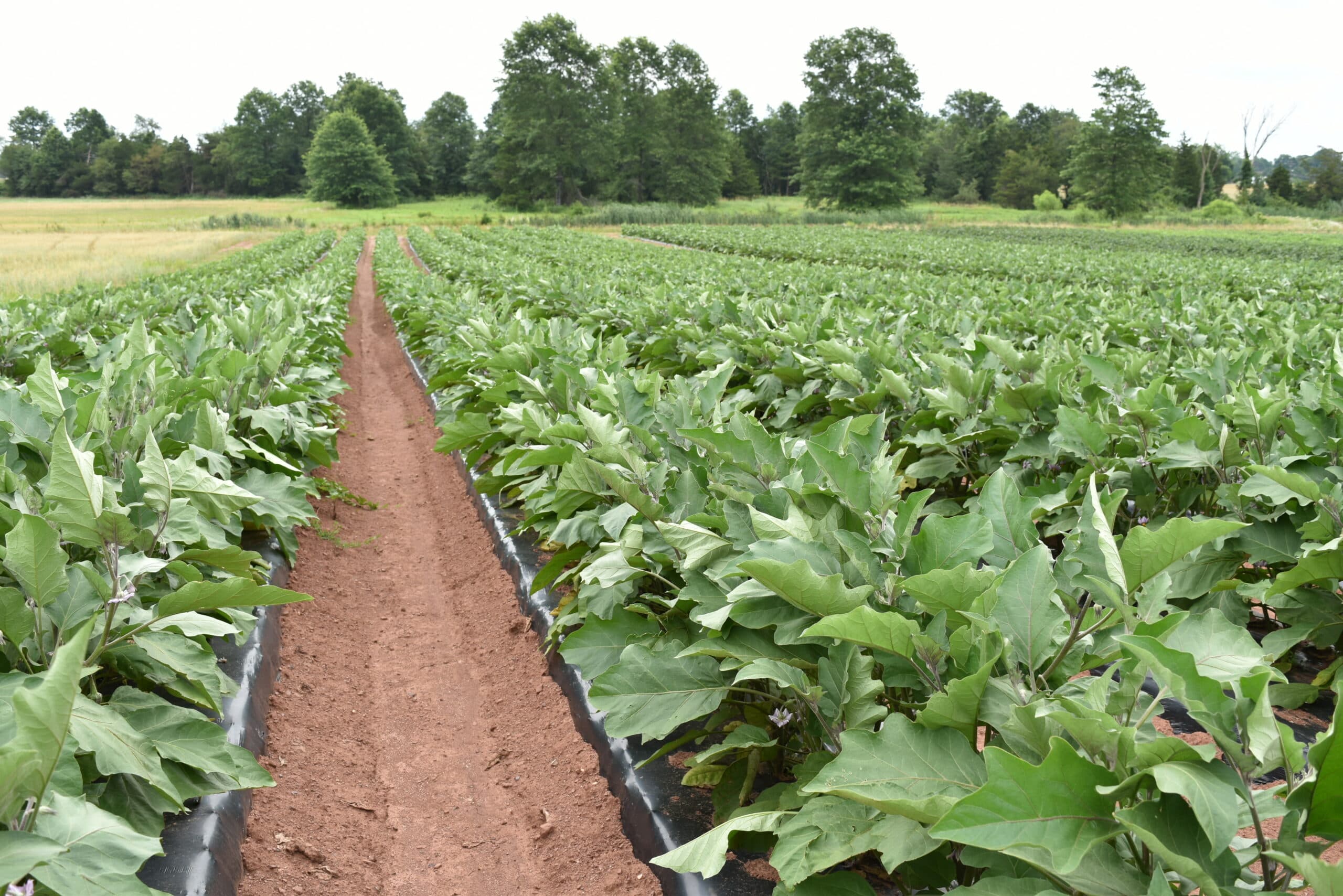 Abma's Farm Market & Petting Zoo: Hillsborough