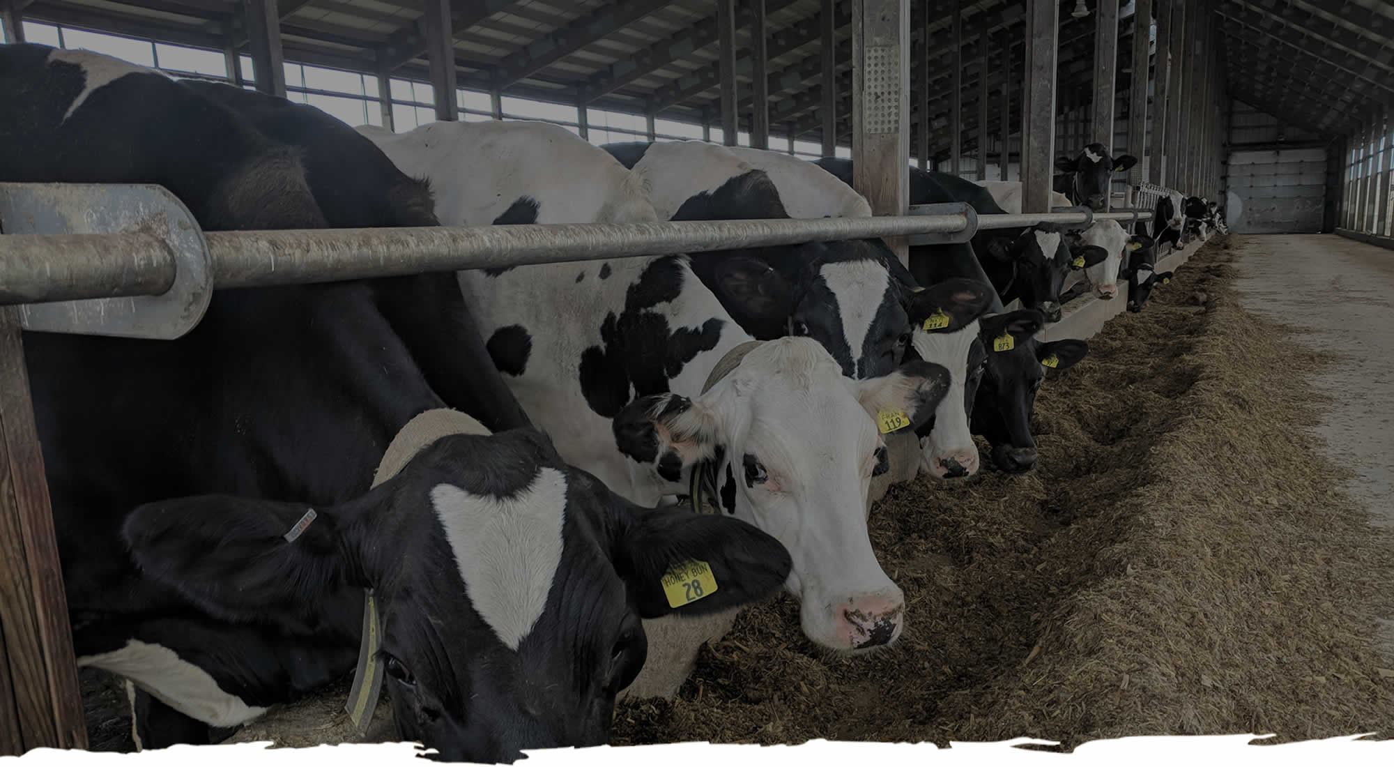 Hinchley's Dairy Farm Tours