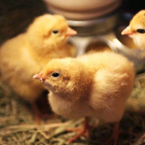 Hawthorne Country Store Escondido