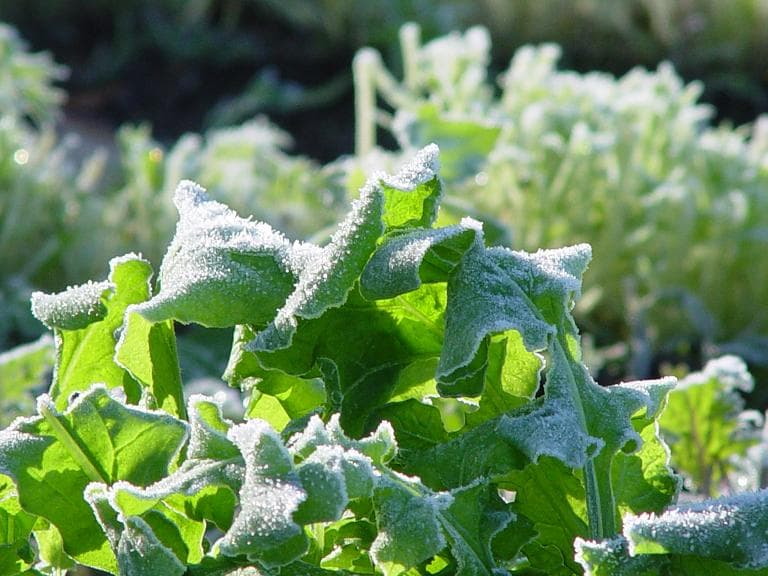 Kretschmann Organic Farm