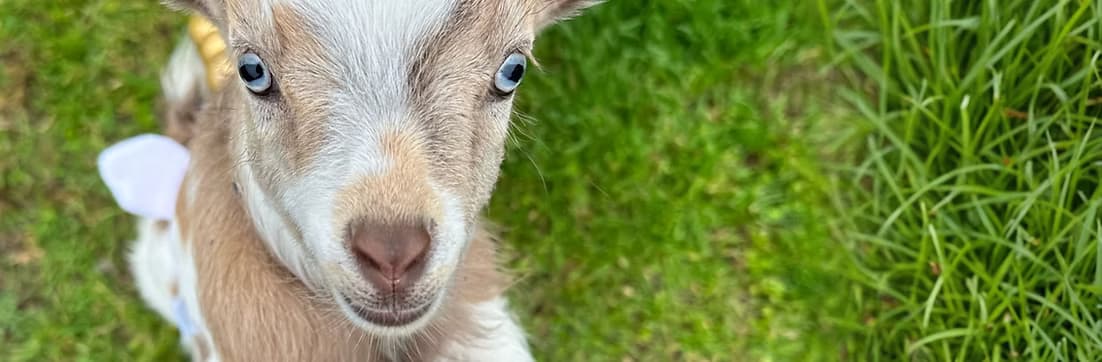 Goat Farm by Goat Shenanigans