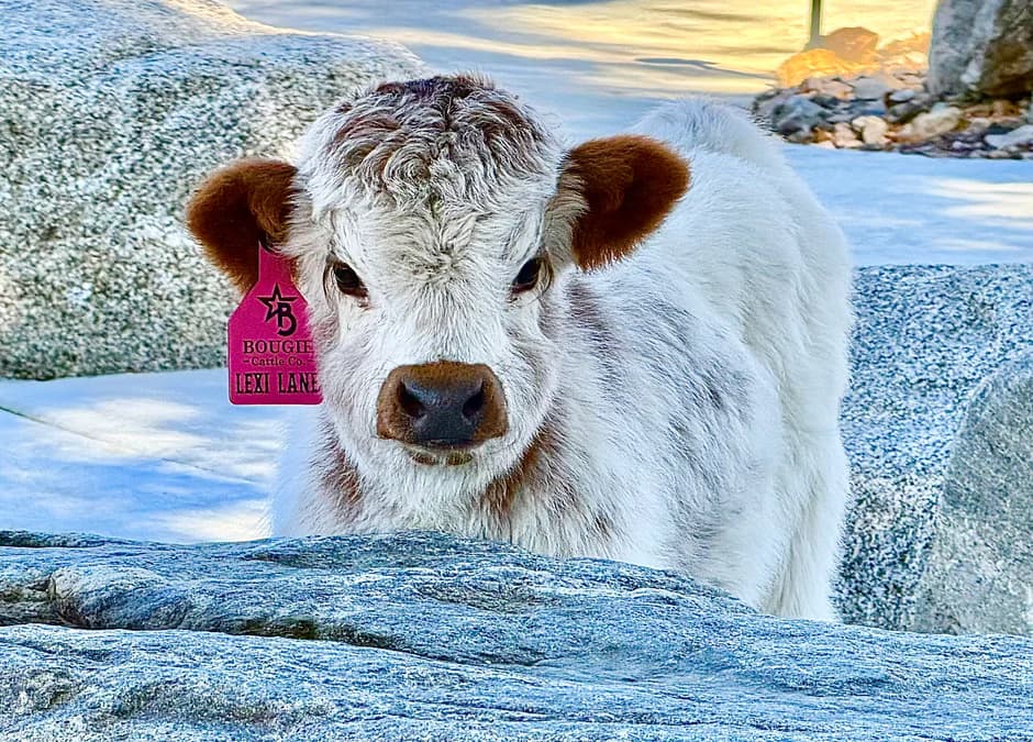 Bougie Cattle Company