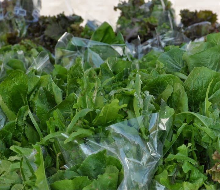 Farm Food Collaborative / Food Bank of North Alabama