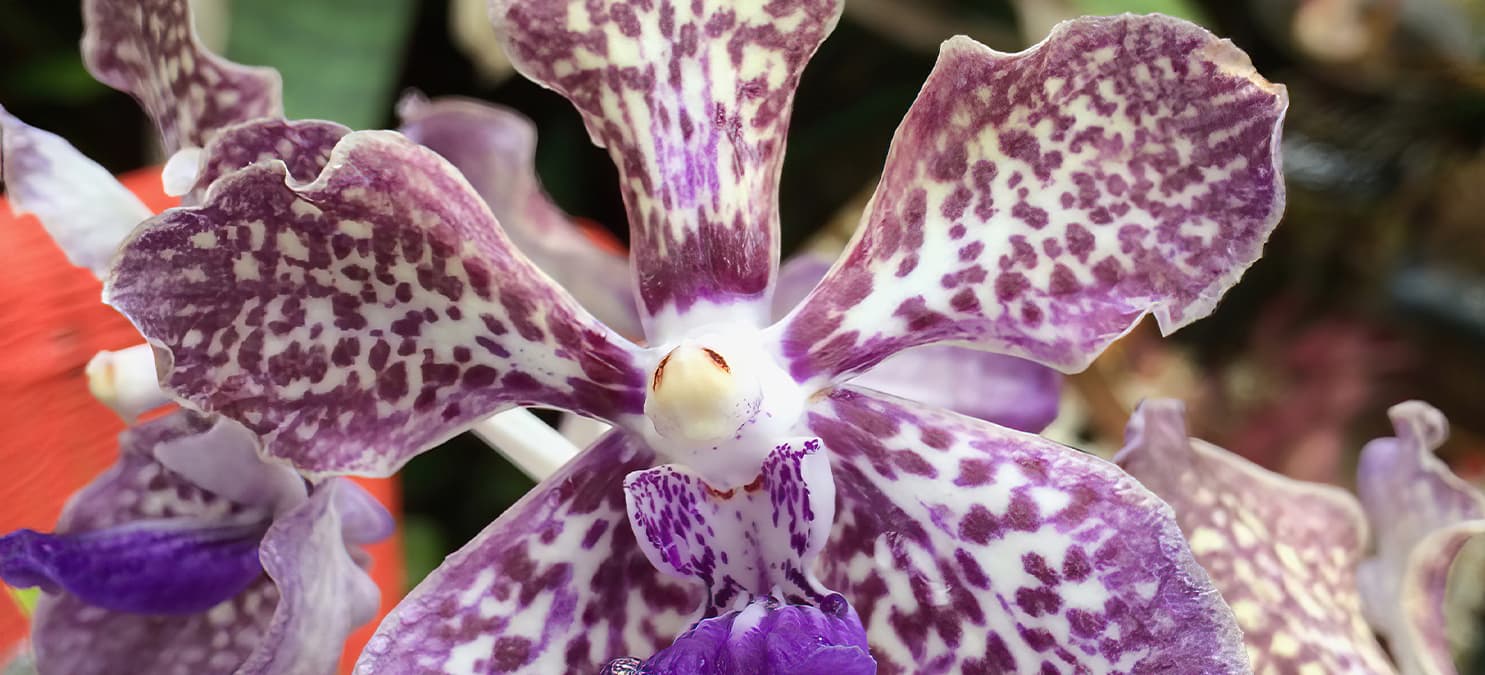 Shelldance Orchid Gardens