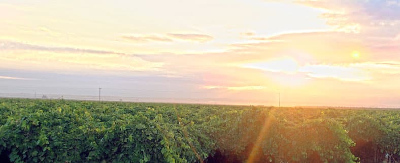 Castle Rock Vineyards