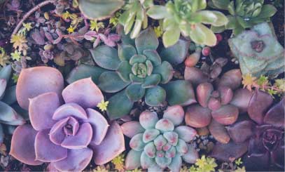 Nick's Garden Center & Farm Market