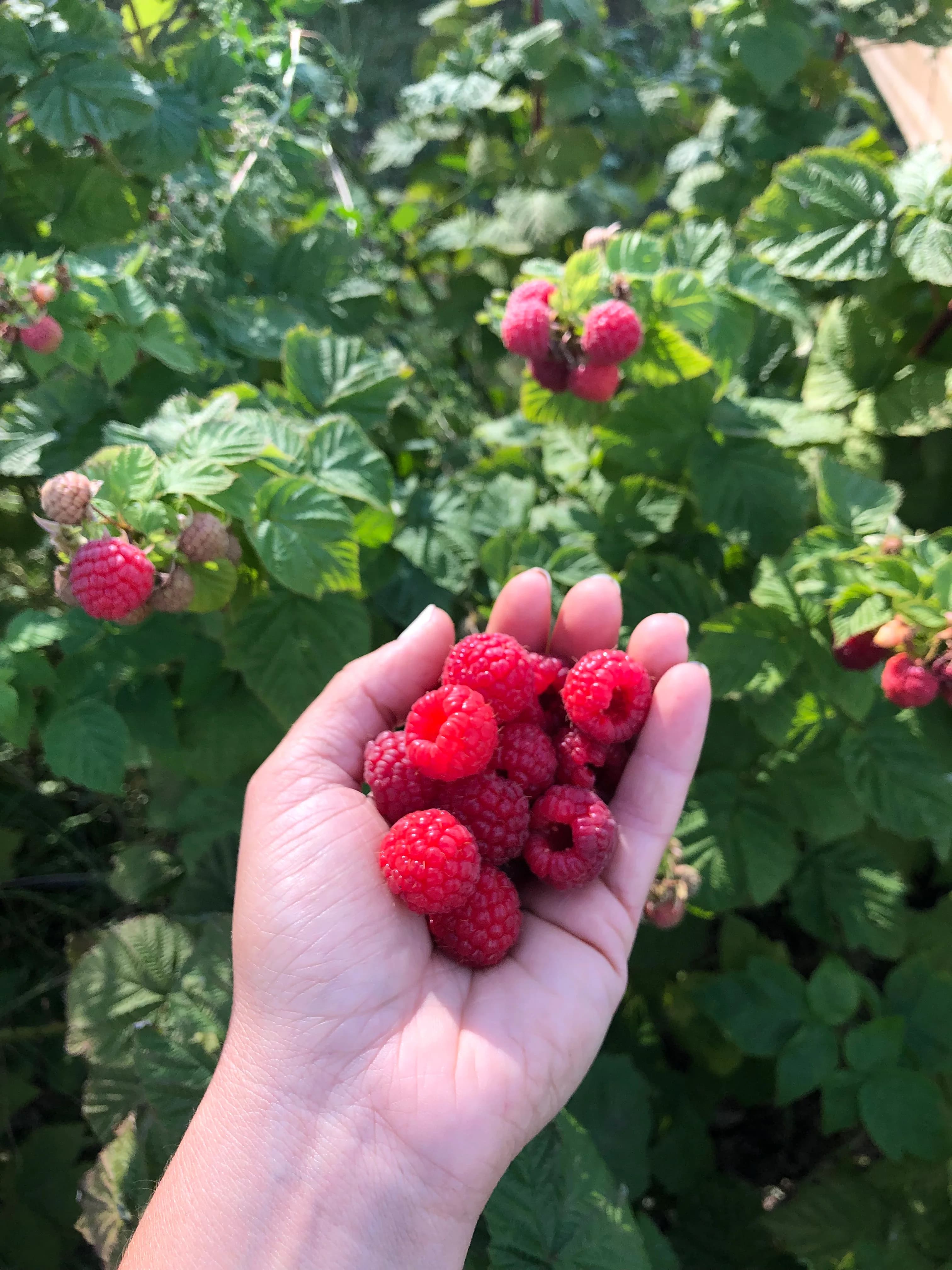 Johnston Fruit Farms