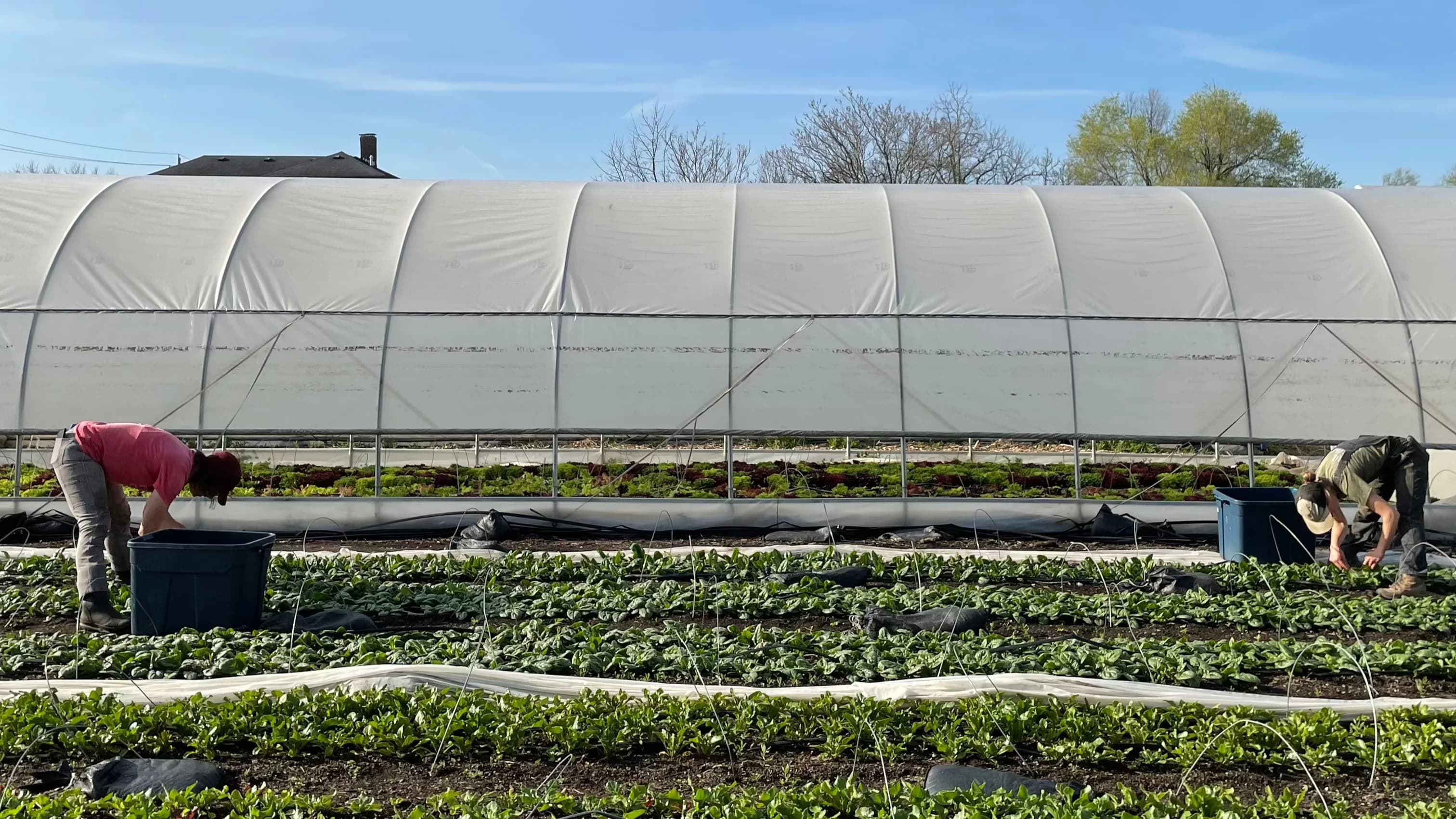 South Circle Farm - Mad Farmers Collective