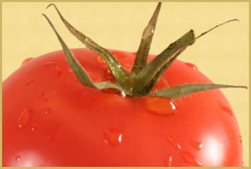 Sandy Valley Farm Inc