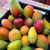 Tropical Acres Farms, Inc - Mangoes, Avocados, Sapodillas & Mangos Trees