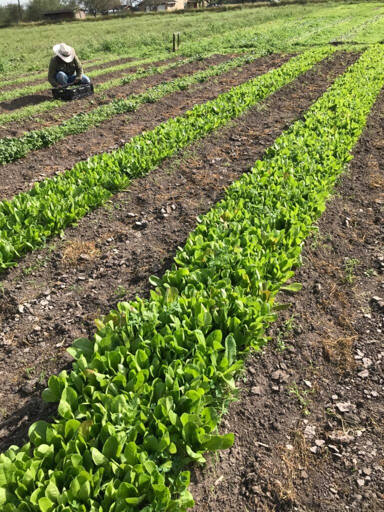 Yahweh's All Natural Farm and Garden