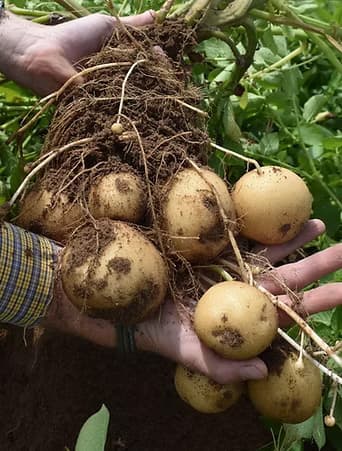 Black Gold Farms - Grand Forks, ND Headquarters