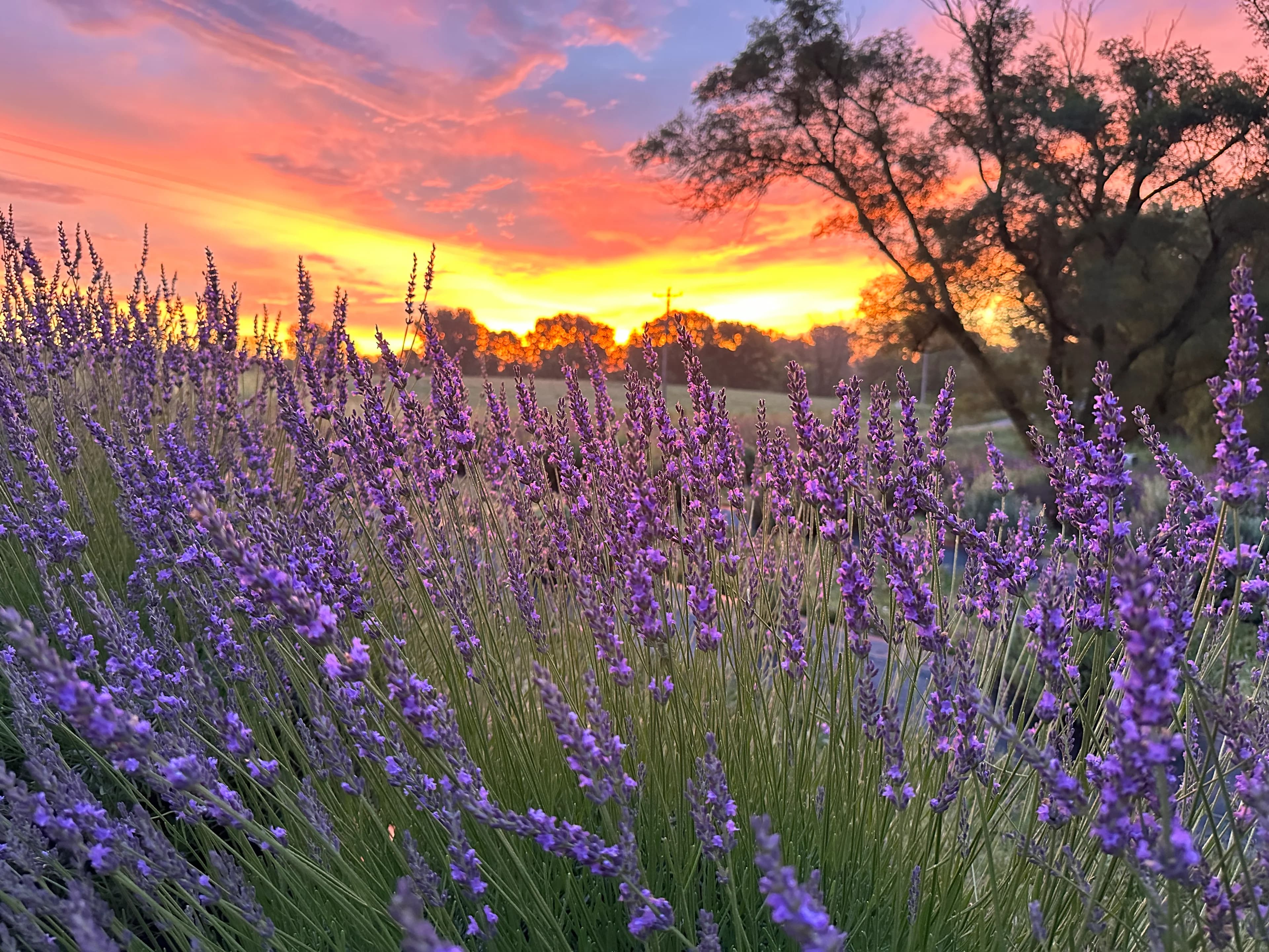 Iowa Lavender - Lavender Farm in Ames, IA