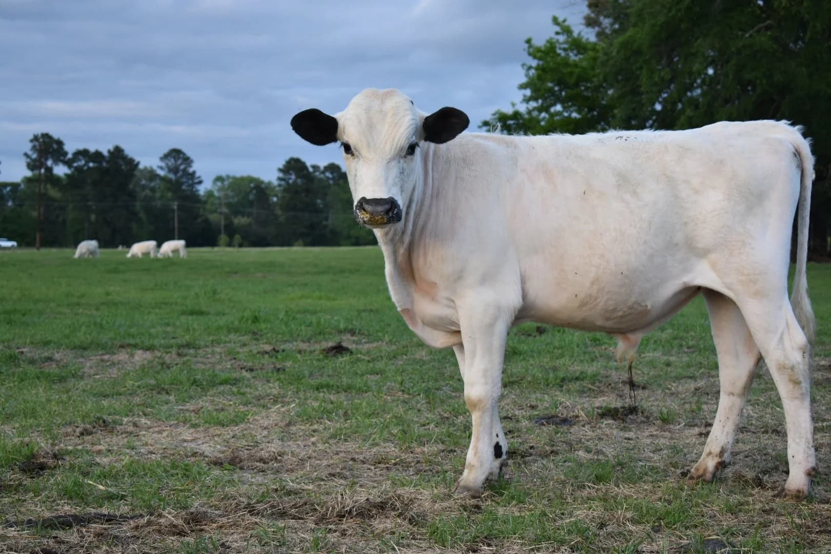 Smith Family Farms Market