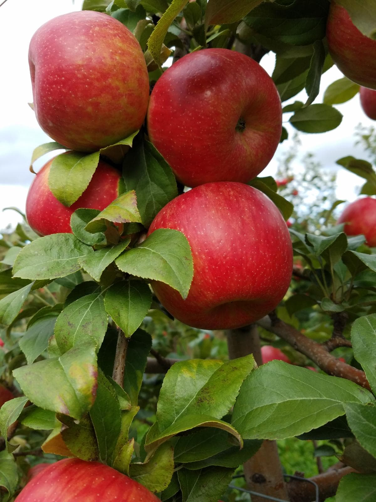 Appleland Farm Market