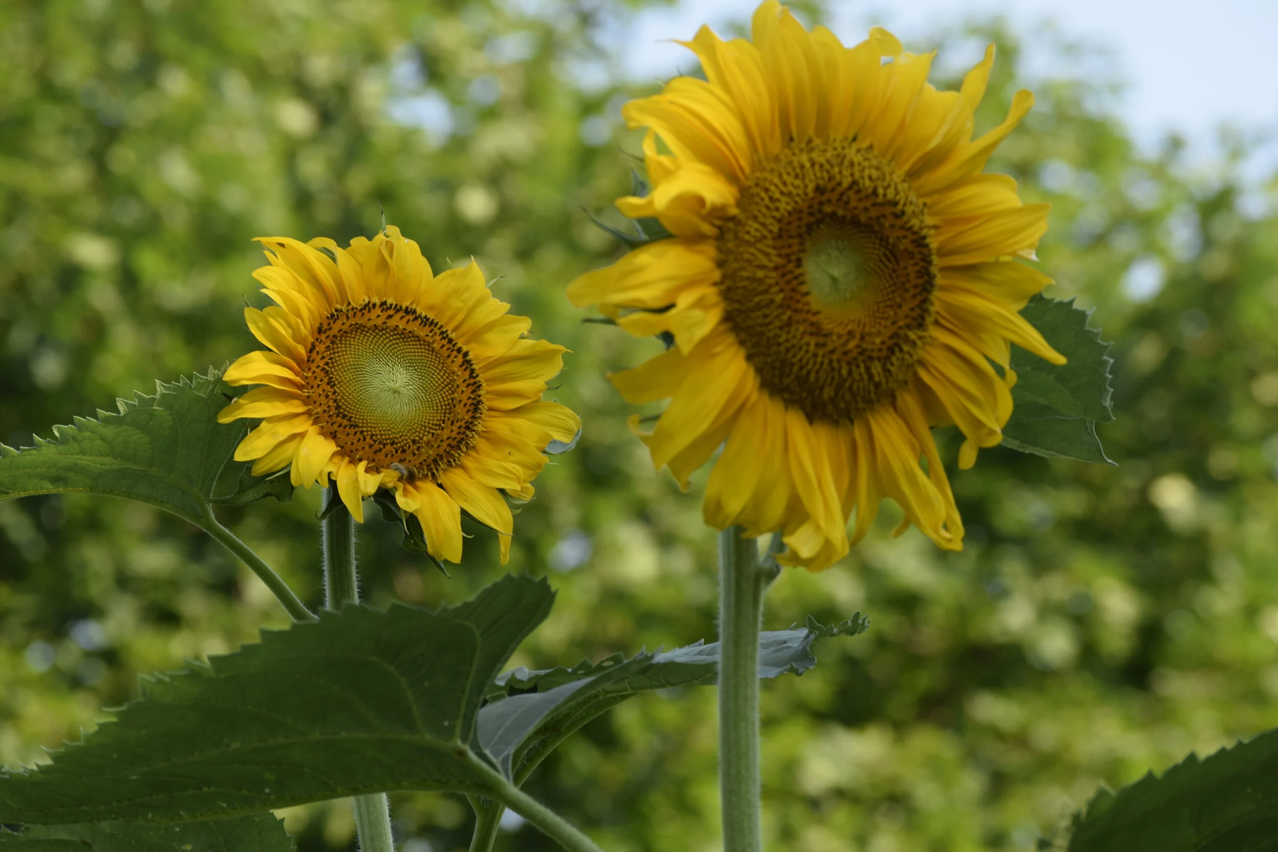 Oaks and Sprouts Limited