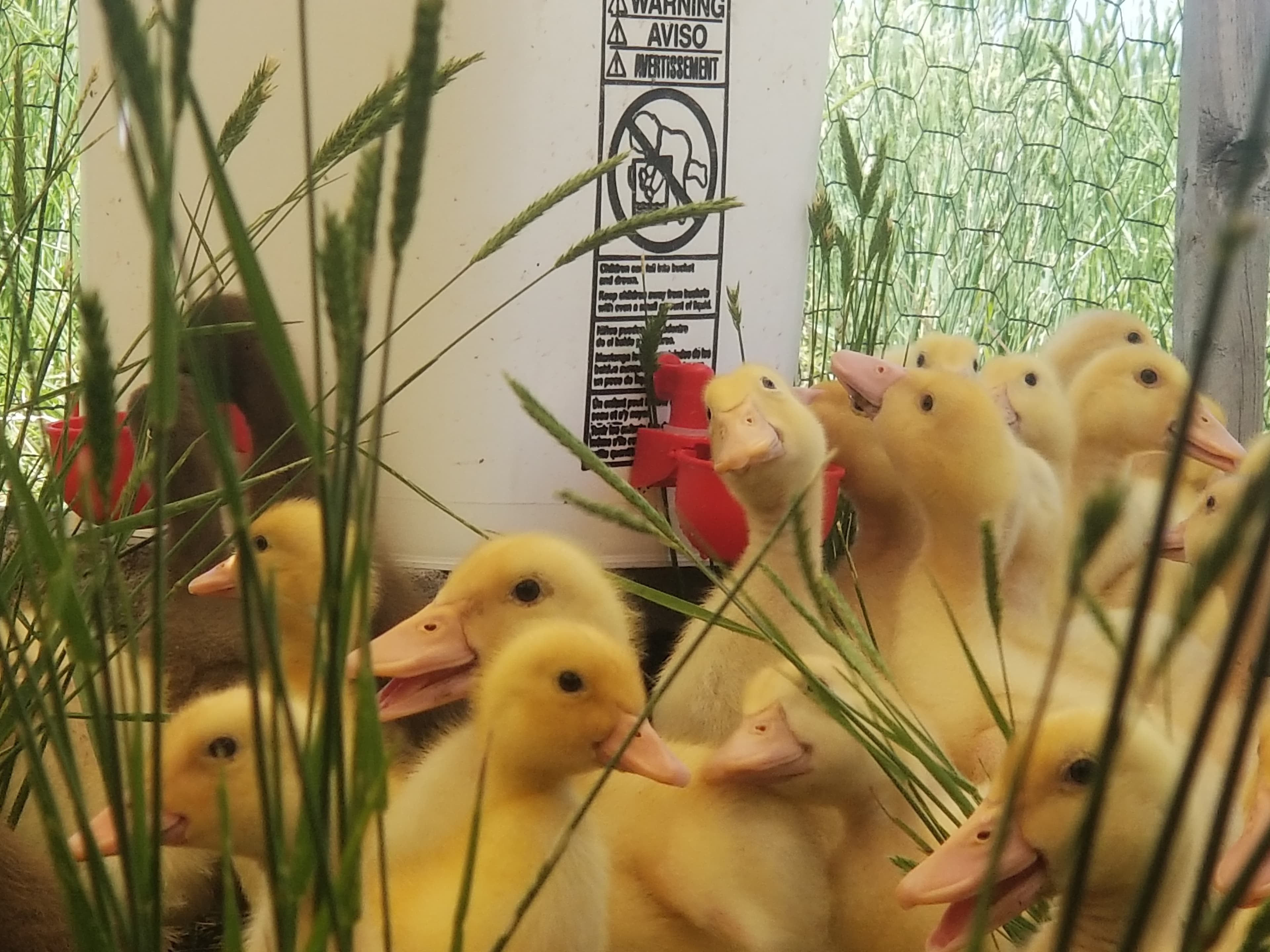 Cackleberry Farm and Garden