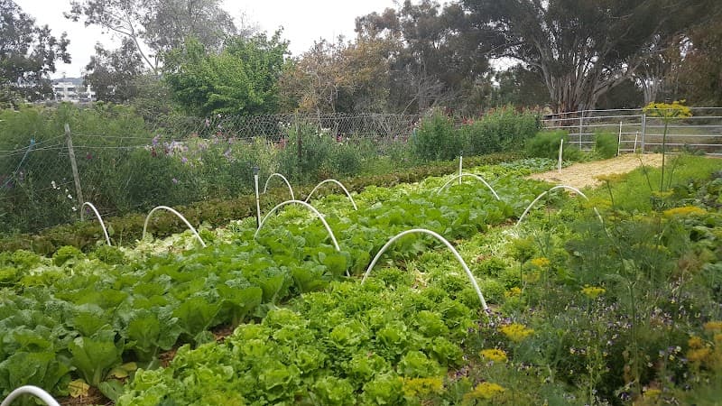 Seabreeze Organic Farm