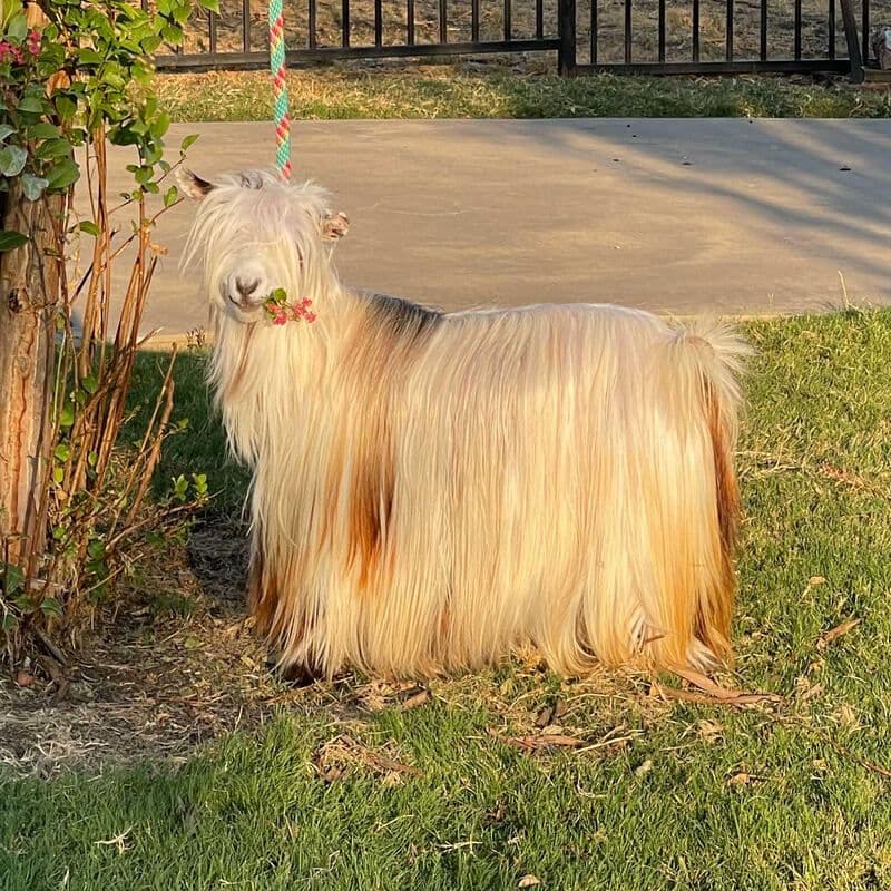 Hill Country Miniature Silky Fainting Goats