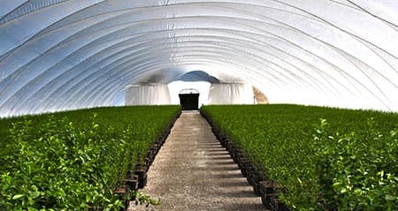 Gless Ranch Fresh Citrus