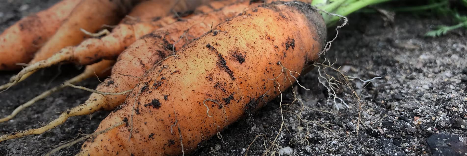 Lake Havasu Farmers Market