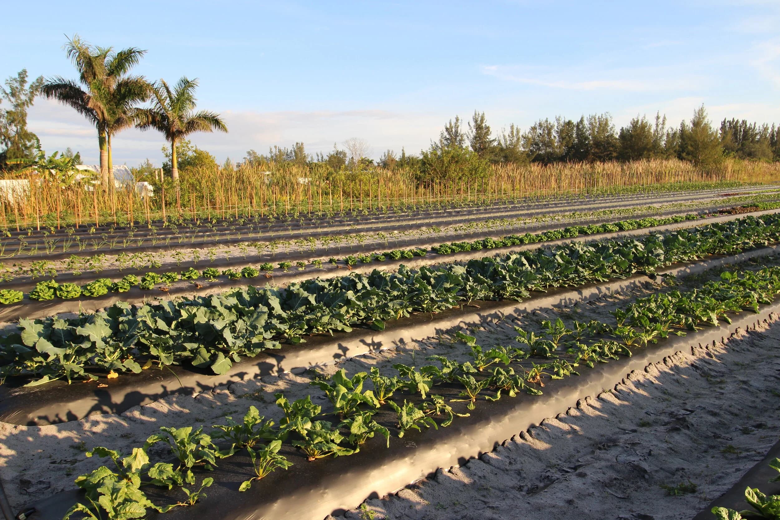 Geraldson's Family Farm