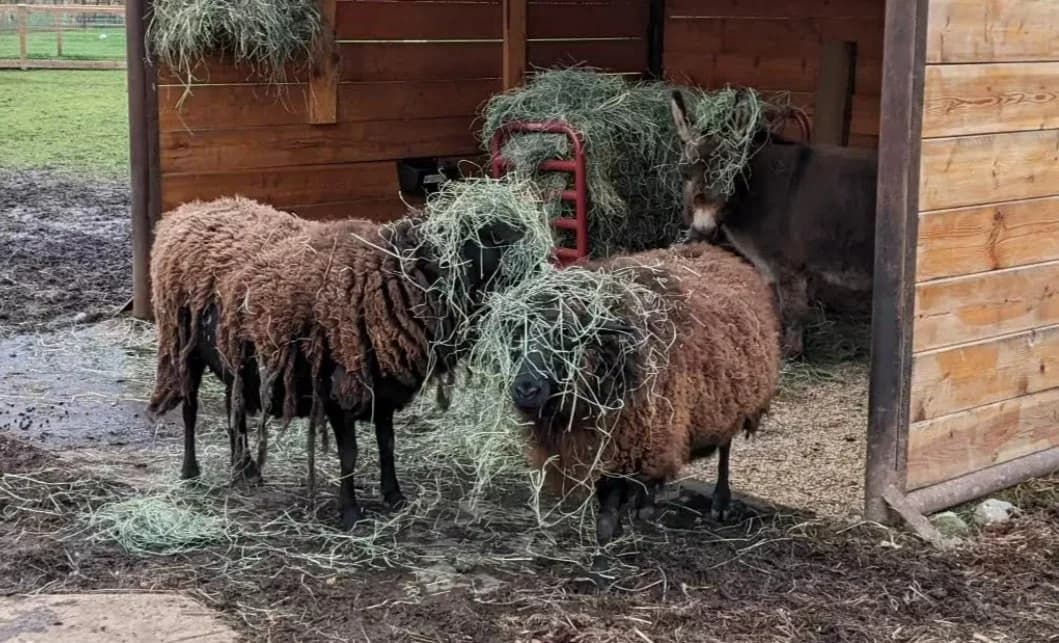 Sammamish Animal Sanctuary