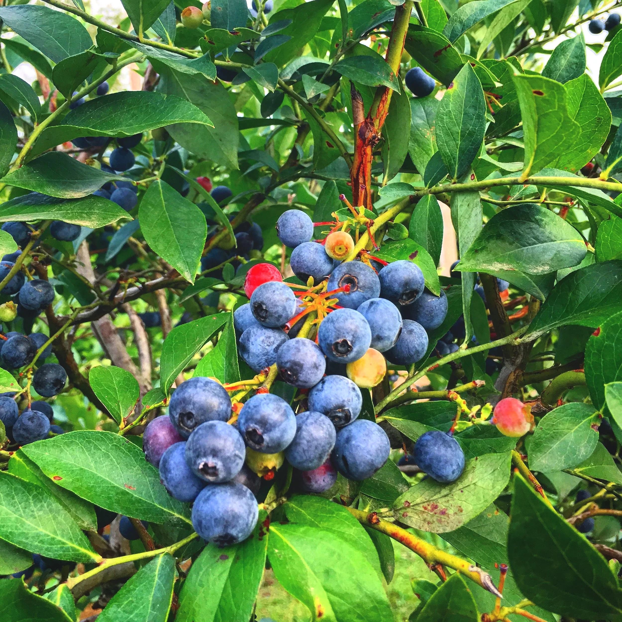 Nesbit Blueberry Plantation