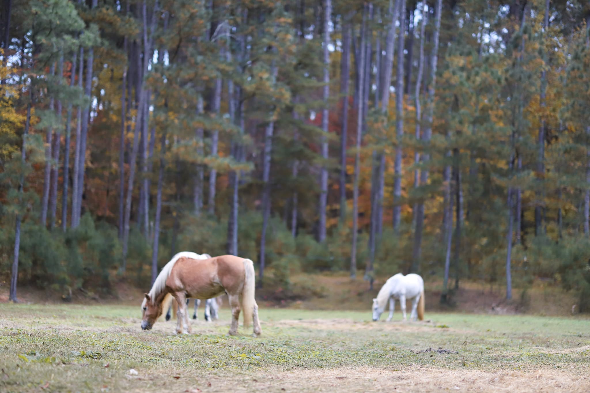 Sunrise Community Farm Center