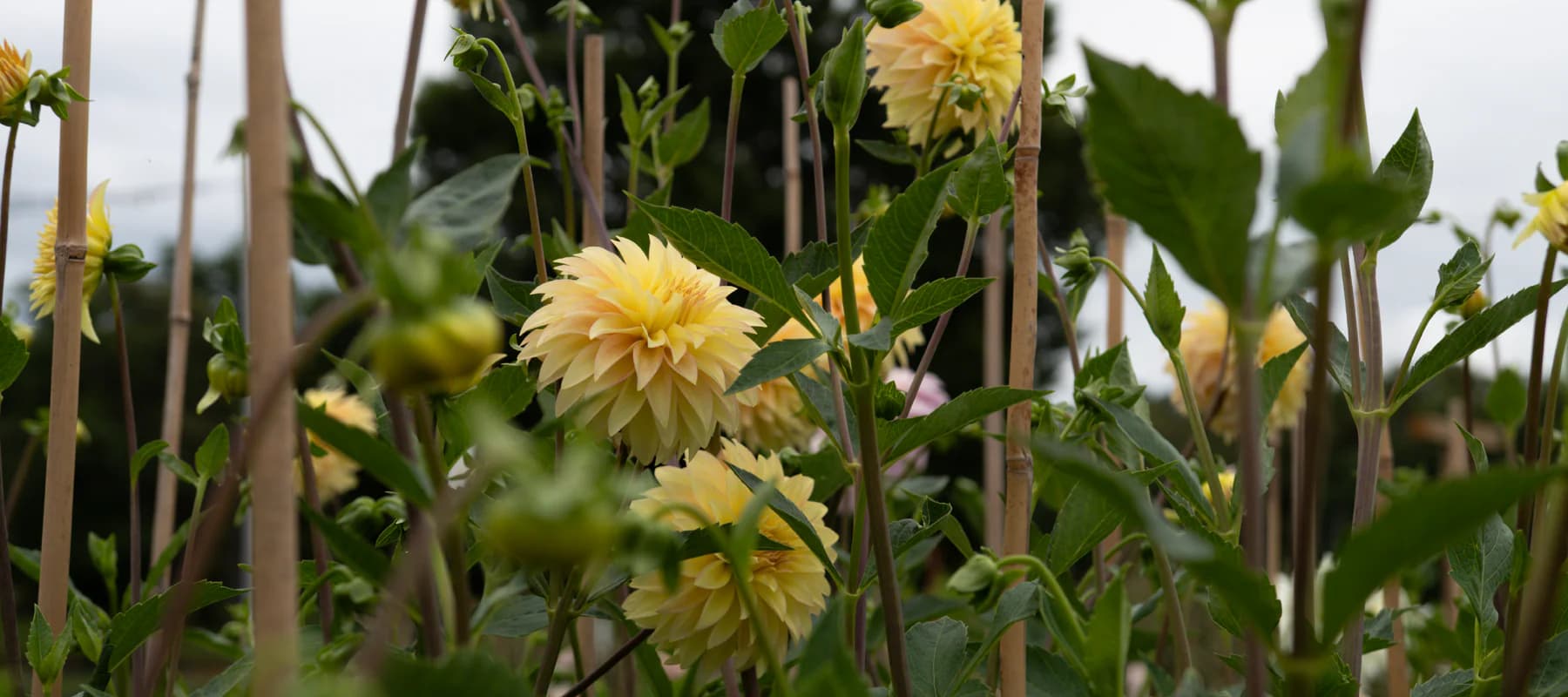 Stone Hollow Farmstead