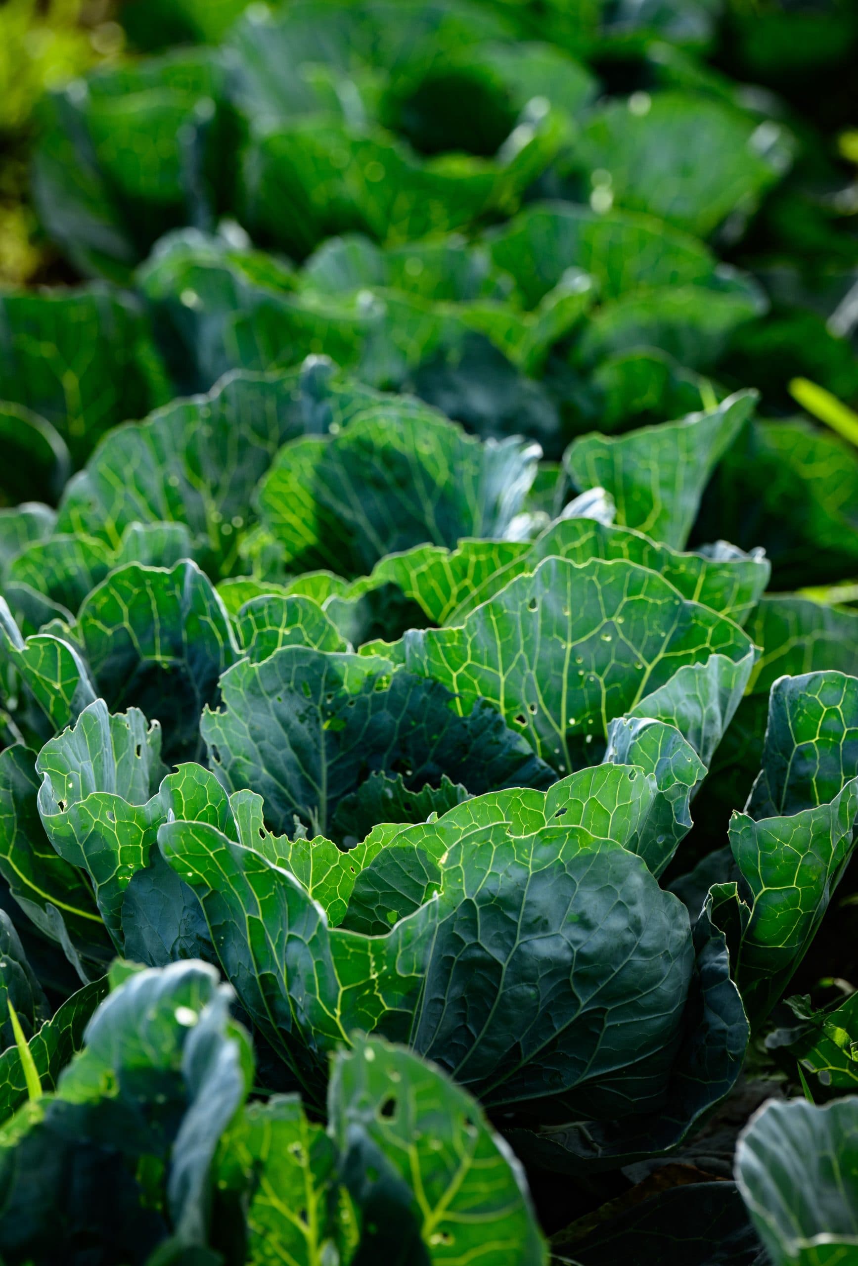 Sustainable Student Farm