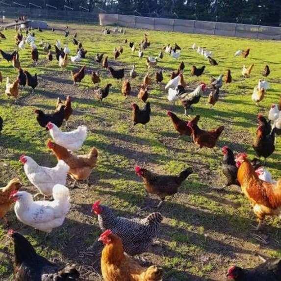 Corvus Farm - Regenerative Farming from Pescadero, California