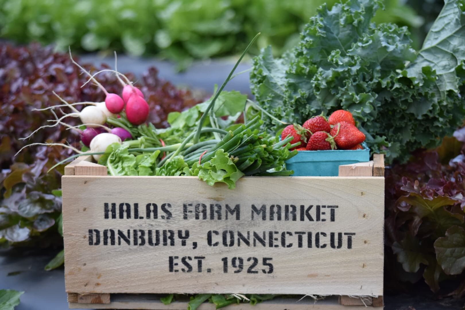 Halas Farm Market