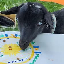 The Grazing Ground Dayton, LLC