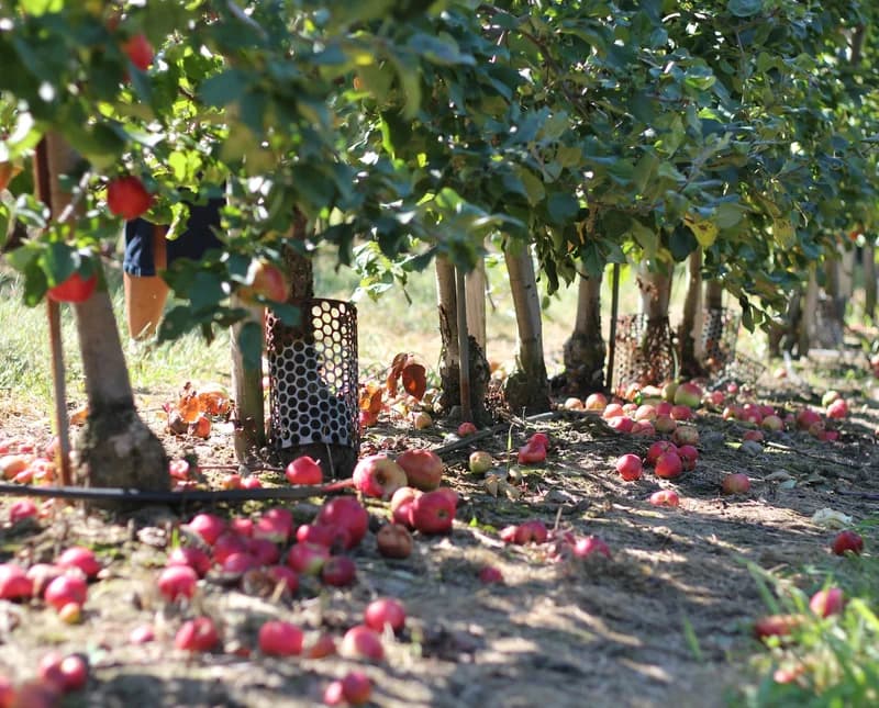 Montrose Orchards