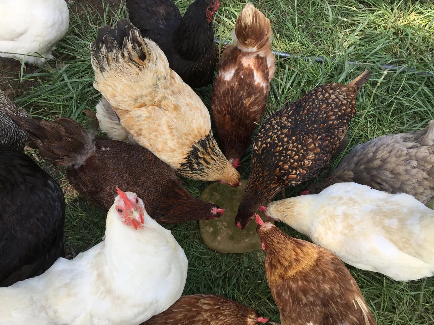 Paradise Found Farms LLC