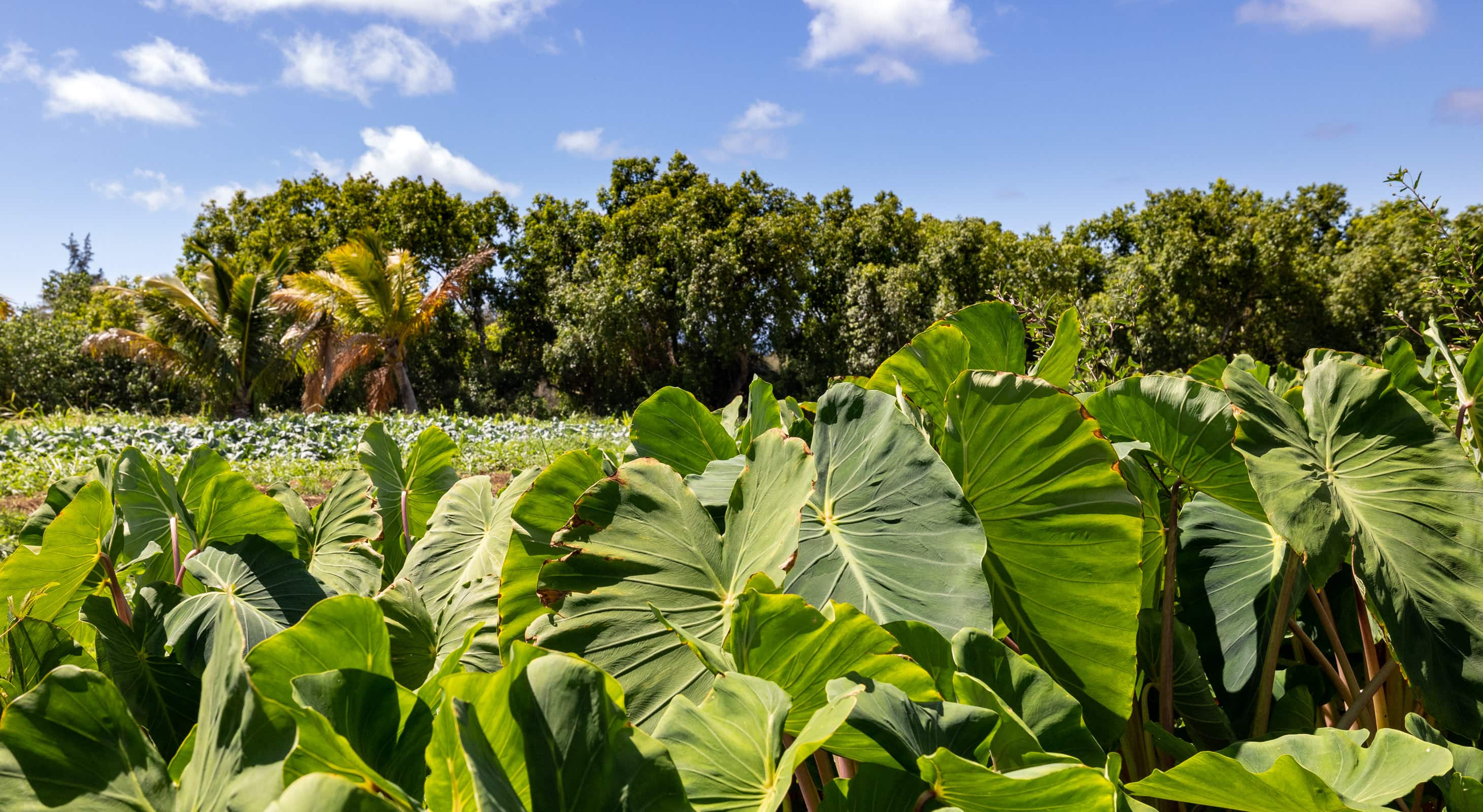 Hawai'i Institute of Pacific Agriculture