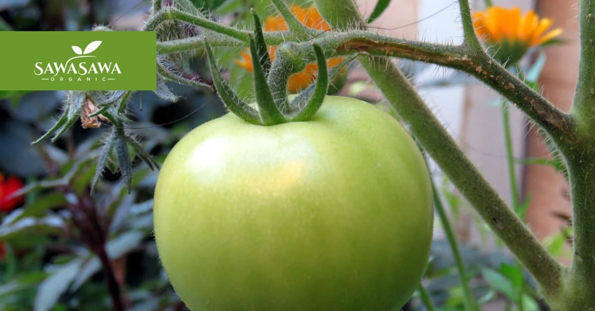 Sawasawa Organic Farm